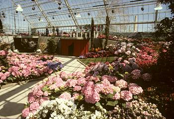 Exposition florale printani�re d'ouverture - 1986