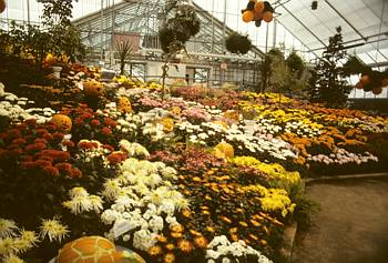 Exposition automnale: L'Halloween au Jardin botanique - 1986