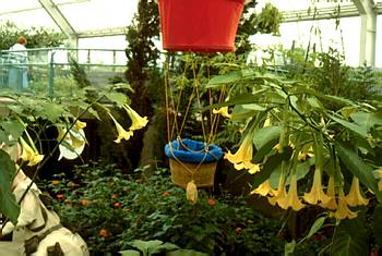 Exposition printani�re et estivale: Le Tour du monde en 80 minutes - 1988