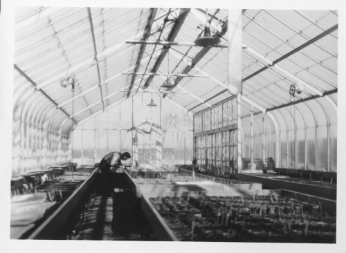 Archives du Jardin botanique de Montréal - H-1937-0002-b - Jardin botanique de Montréal - Serre - A-1 - 1937