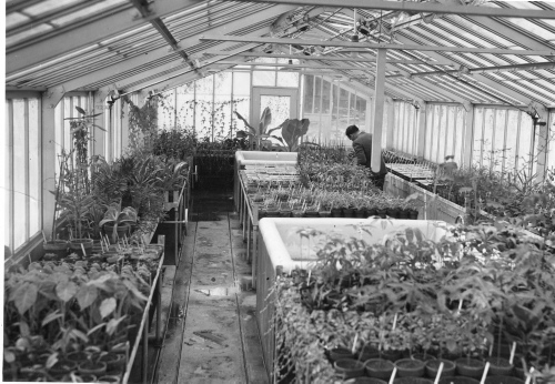 Jardin botanique de Montréal (Archives) - H-1937-0005 - Jardin botanique de Montréal - Serre A-3 - 1937 - M. Gauthier
