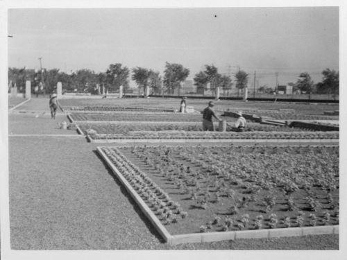 Archives du Jardin botanique de Montral - H-1937-0024-b - Jardin botanique de Montréal - Jardin floral - Juillet 1937