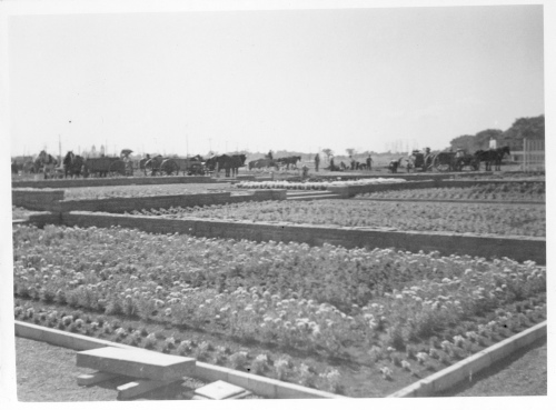 Jardin botanique de Montral (Archives) - H-1937-0024-c - Jardin botanique de Montréal - Jardin floral - Juillet 1937