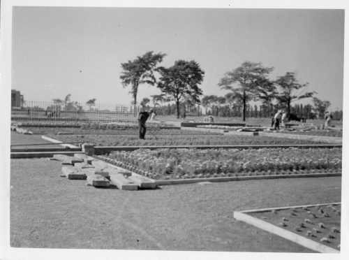 Jardin botanique de Montral (Archives) - H-1937-0025-c - Jardin botanique de Montréal - Jardin floral - Juillet 1937