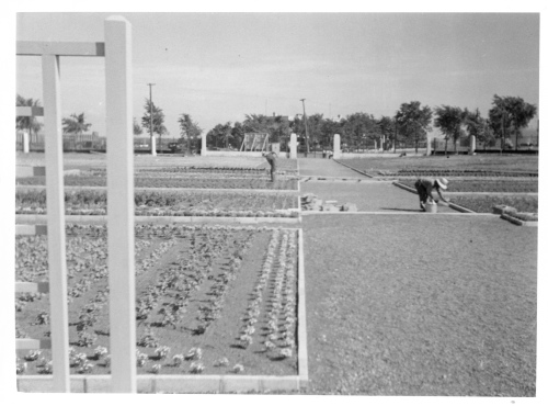 Jardin botanique de Montral (Archives) - H-1937-0025-d - Jardin botanique de Montréal - Jardin floral - Juillet 1937