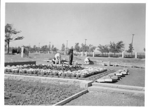 Archives du Jardin botanique de Montral - H-1937-0026-d - Jardin botanique de Montréal - Jardin floral - Juillet 1937