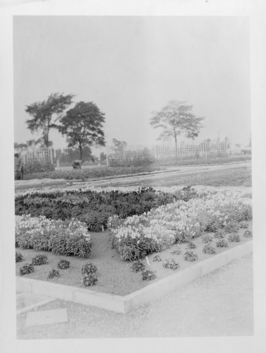 Archives du Jardin botanique de Montral - H-1937-0028-a - Jardin botanique de Montréal - Jardin floral - Juillet 1937