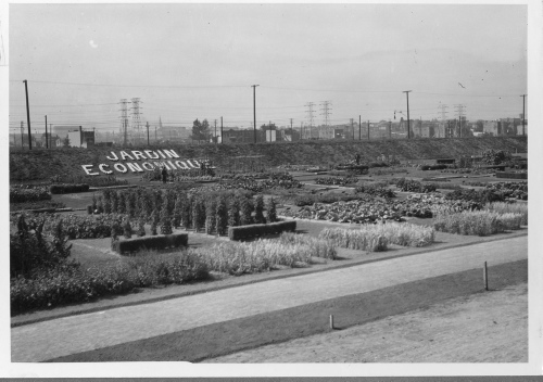 Jardin botanique de Montral (Archives) - H-1937-0030 - Jardin botanique de Montréal - Jardin économique - 1937
