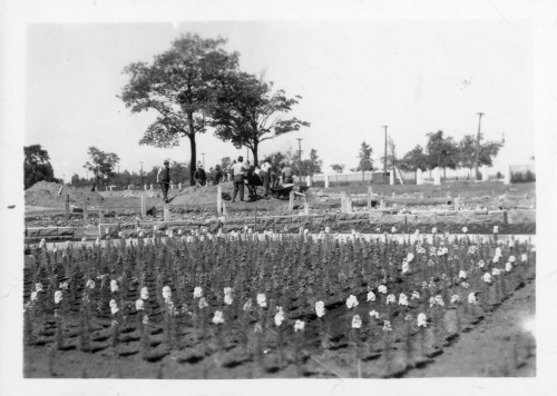 Jardin botanique de Montral (Archives) - H-1937-0057-a - Jardin botanique de Montréal - Parterre de fleurs annuelles - Construction - 1937
