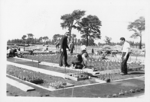 Jardin botanique de Montral (Archives) - H-1937-0057-d - Jardin botanique de Montréal - Parterre de fleurs annuelles - Construction - 1937