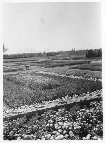 Jardin botanique de Montréal (Archives) - H-1938-0006-a - Montréal, Jardin botanique - Jardin floral - 1938