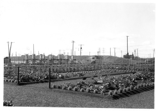 Archives du Jardin botanique de Montral - H-1938-0039-b - Montr?al, Jardin botanique ?  Jardin ?conomique ? 1938