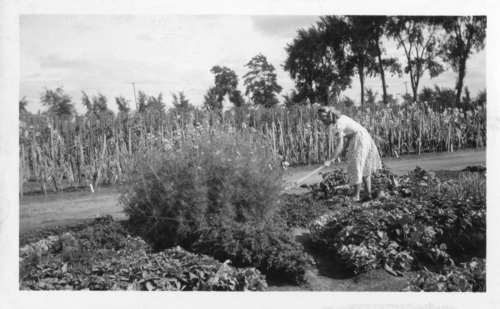 Archives du Jardin botanique de Montral - H-1938-0067-c - Jardin botanique de Montr?al ? Jardinets d??coliers - 1938