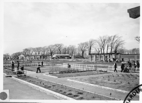 Jardin botanique de Montréal (Archives) - H-1939-0004-a - Jardin botanique de Montréal - Parterre des vivaces - construction - 1939
