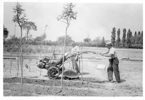 Jardin botanique de Montral (Archives) - H-1939-0010 - Montréal, Jardin botanique - Rototiller - 1939