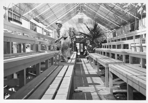 Archives du Jardin botanique de Montral - H-1939-0016-b - Montréal, Jardin botanique - Juillet 1939 - Serre de service