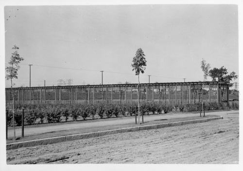 Jardin botanique de Montral (Archives) - H-1939-0018-b - Montréal, Jardin botanique - Juillet 1939 - Pergole - Jardin des petits fruits