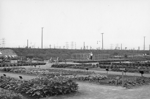 Jardin botanique de Montral (Archives) - H-1939-0020-a - Montréal, Jardin botanique - Jardin économique - 1939