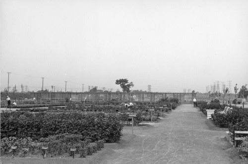 Jardin botanique de Montral (Archives) - H-1939-0020-b - Montréal, Jardin botanique - Jardin économique - 1939