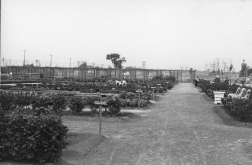Archives du Jardin botanique de Montral - H-1939-0020-c - Montréal, Jardin botanique - Jardin économique - 1939
