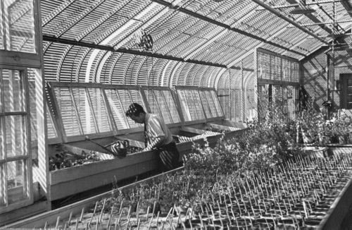 Archives du Jardin botanique de Montral - H-1939-0024-a - Montréal, Jardin botanique - Serres de service - 1939 - Serre à cactus - S1