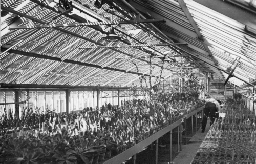 Jardin botanique de Montral (Archives) - H-1939-0024-b - Montréal, Jardin botanique - Serres de service - 1939 - Serre à cactus - S11