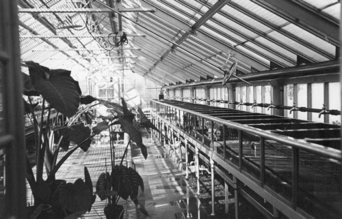 Archives du Jardin botanique de Montral - H-1939-0027-a - Montréal, Jardin botanique - 1939 - Serre de service avec aquariums - S-11