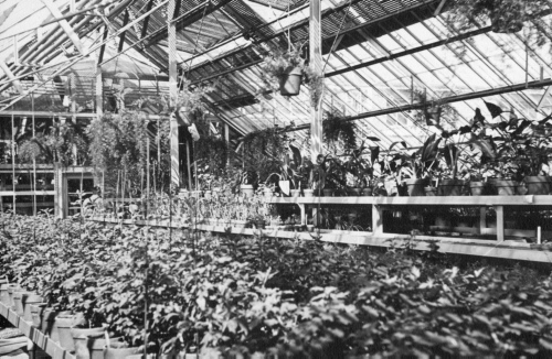 Archives du Jardin botanique de Montral - H-1939-0027-b - Montréal, Jardin botanique - 1939 - Serre de service