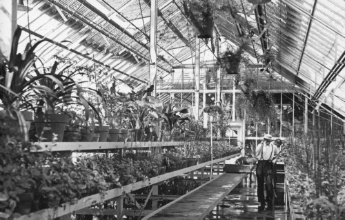 Jardin botanique de Montral (Archives) - H-1939-0027-c - Montréal, Jardin botanique - 1939 - Serre de service