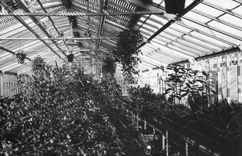 Archives du Jardin botanique de Montral - H-1939-0029-b - Montréal, Jardin botanique - 1939 - Serre S-9