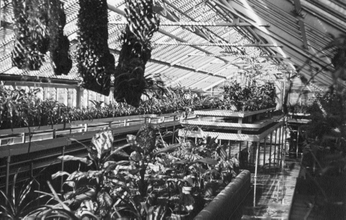 Jardin botanique de Montral (Archives) - H-1939-0029-c - Montréal, Jardin botanique - 1939 - Serre avec bassin central S-13