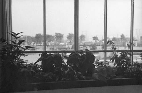 Jardin botanique de Montral (Archives) - H-1939-0037-b - Montréal, Jardin botanique - 1939 - Jardin d