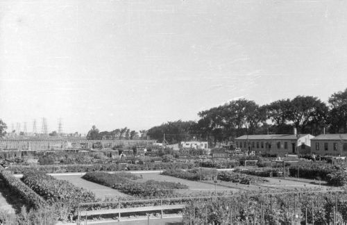 Jardin botanique de Montral (Archives) - H-1939-0046-d - Montréal, Jardin botanique - Octobre 1939 - Jardin économique