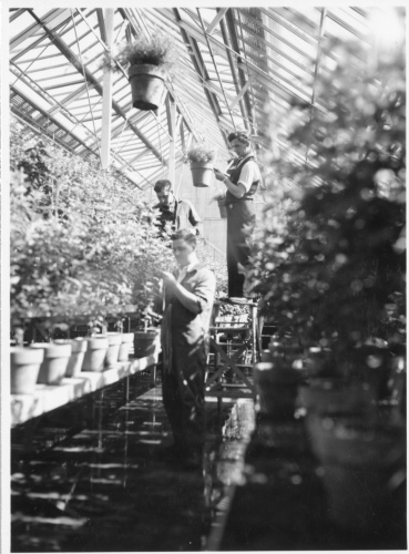 Archives du Jardin botanique de Montral - H-1939-0053-a - Apprentis horticulteurs au travail dans les serres - 1939