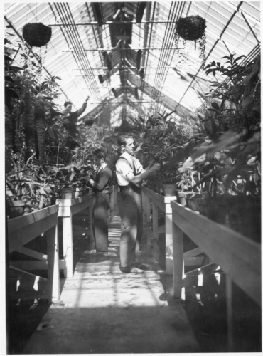 Archives du Jardin botanique de Montral - H-1939-0053-b - Apprentis horticulteurs au travail dans les serres - 1939