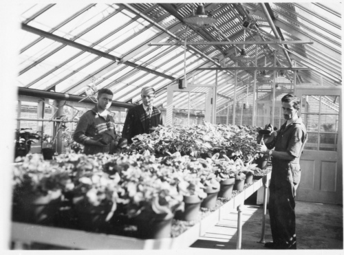 Jardin botanique de Montral (Archives) - H-1939-0053-c - Apprentis horticulteurs au travail dans les serres - 1939