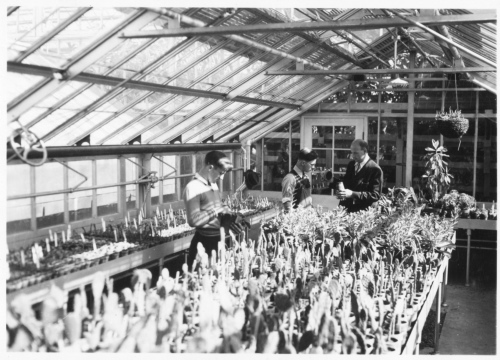 Jardin botanique de Montral (Archives) - H-1939-0053-d - Apprentis horticulteurs au travail dans les serres - 1939