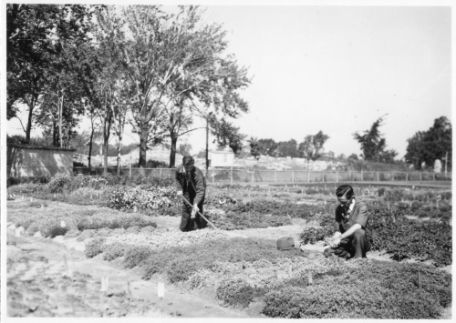 Jardin botanique de Montral (Archives) - H-1939-0054-a - Apprentis horticulteurs au travail - 1939