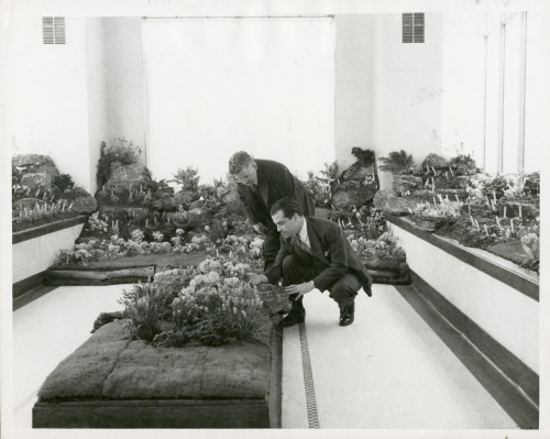 Jardin botanique de Montréal (Archives) - H-1941-0002 - Visite de Ramon Novarro au Jardin botanique le jeudi, 3 avril 1941.  M. Ramon Novarro et M. Jacques Rousseau.