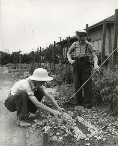 Archives du Jardin botanique de Montral - H-1941-0015 - Jardinets d'écoliers en 1941