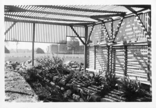 Archives du Jardin botanique de Montréal - h-1936-0004-d - Couches - Pépinière - 1936