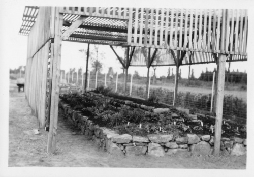 Archives du Jardin botanique de Montréal - h-1936-0004-e - Couches - Pépinière - 1936