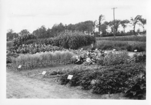 Jardin botanique de Montréal (Archives) - h-1936-0005-b - Jardin économique - Août 1936
