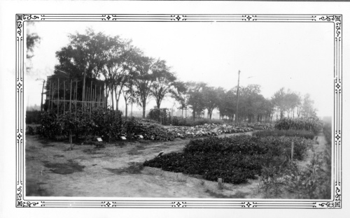 Jardin botanique de Montral (Archives) - h-1936-0014-b - Jardin botanique de Montréal - 15 août 1936