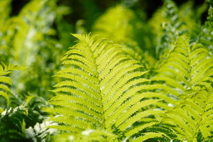 Archives du Jardin botanique de Montral - cote:0299-00031