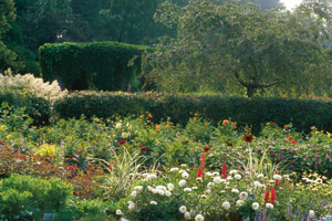 Jardin botanique de Montral (Archives)  - call number:0340-00132