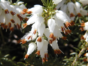 Archives du Jardin botanique de Montral - cote:GIM000389