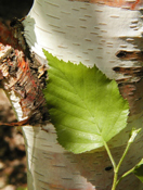 Birch borer damages - Jardin botanique de Montréal (Gilles Murray) - GIM006069