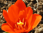 Tulipa kaufmanniana Showwinner - Jardin botanique de Montréal - Gilles Murray - GIM008700