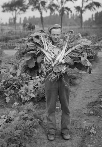 Jeune jardinier en 1941